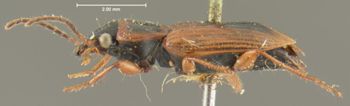 Media type: image;   Entomology 32968 Aspect: habitus lateral view
